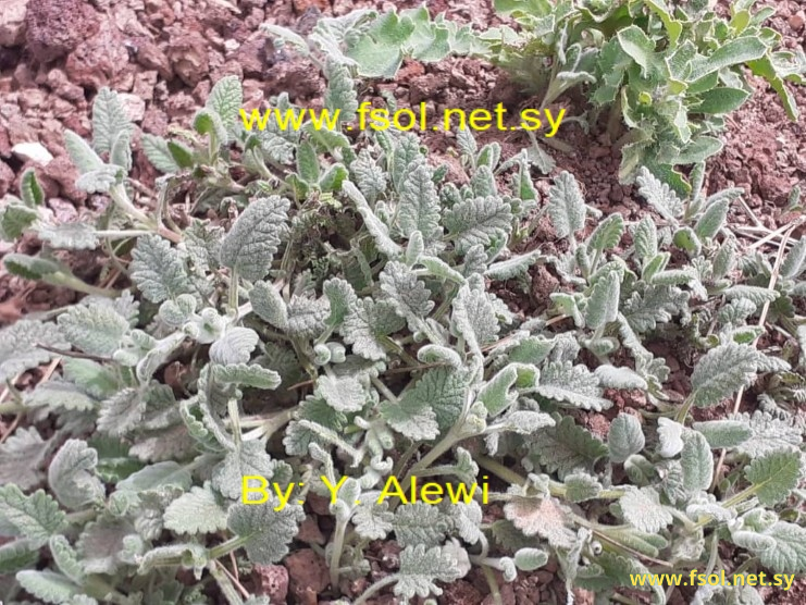 Scutellaria tomentosa Bertol.